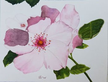 Painting of rose