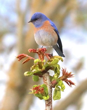 Vernetta Ehrk's photo of a bird